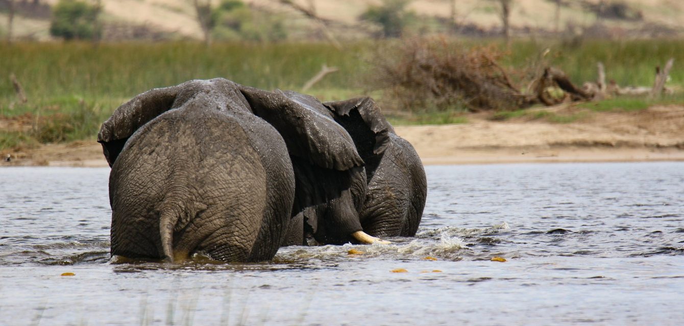 elephants-6788416_1920